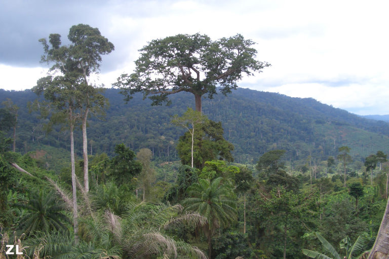 Forest CREDIT Chris Ransom ZSL 768x512